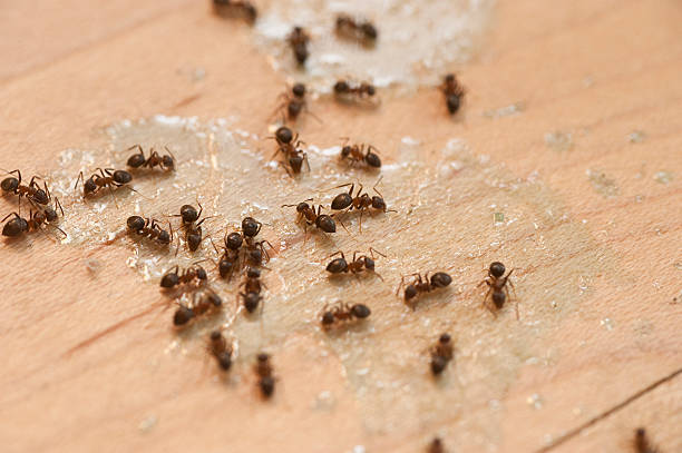 Best Best Pest Control Companies  in Moses Lake, WA