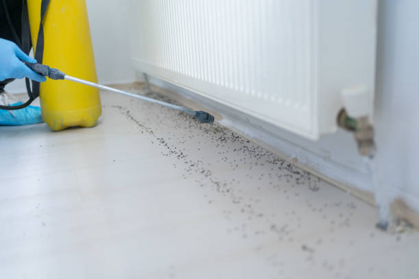 Best Ant Control Services  in Moses Lake, WA