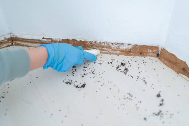 Best Affordable Pest Control Services  in Moses Lake, WA